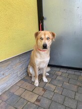 BADERO, Hund, Mischlingshund in Slowakische Republik - Bild 4