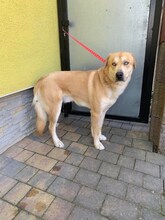 BADERO, Hund, Mischlingshund in Slowakische Republik - Bild 7
