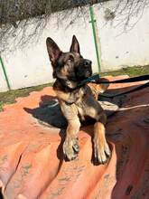 SCOOBYDOO, Hund, Mischlingshund in Slowakische Republik - Bild 10