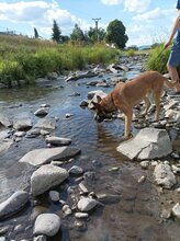 SCOOBYDOO, Hund, Mischlingshund in Slowakische Republik - Bild 11