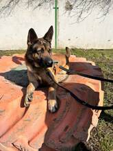 SCOOBYDOO, Hund, Mischlingshund in Slowakische Republik - Bild 12