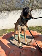 SCOOBYDOO, Hund, Mischlingshund in Slowakische Republik - Bild 13