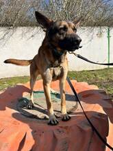 SCOOBYDOO, Hund, Mischlingshund in Slowakische Republik - Bild 14