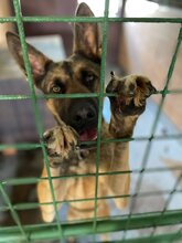 SCOOBYDOO, Hund, Mischlingshund in Slowakische Republik - Bild 15