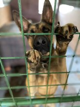 SCOOBYDOO, Hund, Mischlingshund in Slowakische Republik - Bild 2