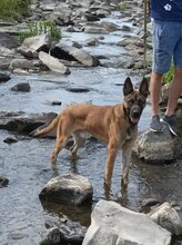 SCOOBYDOO, Hund, Mischlingshund in Slowakische Republik - Bild 4