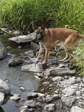 SCOOBYDOO, Hund, Mischlingshund in Slowakische Republik - Bild 5