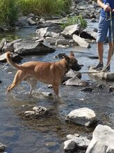 SCOOBYDOO, Hund, Mischlingshund in Slowakische Republik - Bild 8