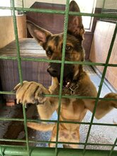 SCOOBYDOO, Hund, Mischlingshund in Slowakische Republik - Bild 9