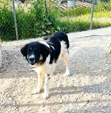 TSEIS, Hund, Mischlingshund in Griechenland - Bild 1