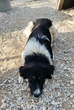 TSEIS, Hund, Mischlingshund in Griechenland - Bild 2