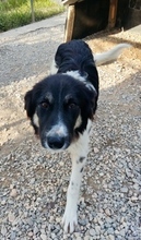 TSEIS, Hund, Mischlingshund in Griechenland - Bild 3