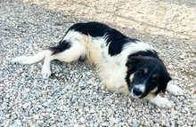 TSEIS, Hund, Mischlingshund in Griechenland - Bild 4