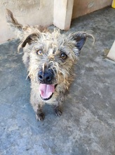 SERGIO, Hund, Mischlingshund in Italien - Bild 10