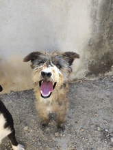 SERGIO, Hund, Mischlingshund in Italien - Bild 3
