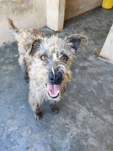 SERGIO, Hund, Mischlingshund in Italien - Bild 6
