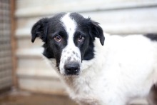 MILA, Hund, Mischlingshund in Rumänien - Bild 2
