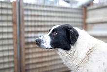 MILA, Hund, Mischlingshund in Rumänien - Bild 3