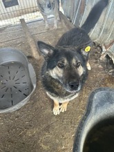 OLE, Hund, Mischlingshund in Rumänien