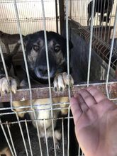OLE, Hund, Mischlingshund in Rumänien - Bild 2