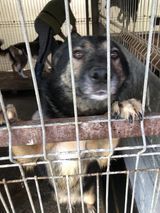 OLE, Hund, Mischlingshund in Rumänien - Bild 4
