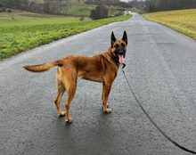 MONTI, Hund, Mischlingshund in Kenn - Bild 11