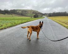 MONTI, Hund, Mischlingshund in Kenn - Bild 18