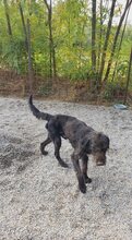 SIBO, Hund, Mischlingshund in Rumänien - Bild 2