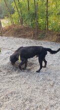 SIBO, Hund, Mischlingshund in Rumänien - Bild 3