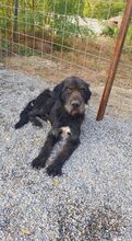 SIBO, Hund, Mischlingshund in Rumänien - Bild 4