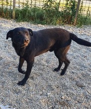 MAX, Hund, Mischlingshund in Rumänien - Bild 1
