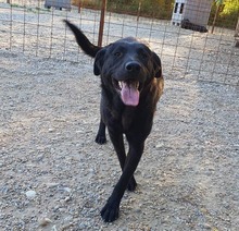 MAX, Hund, Mischlingshund in Rumänien - Bild 2
