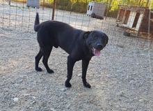 MAX, Hund, Mischlingshund in Rumänien - Bild 5