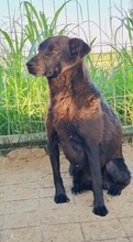 COOPER, Hund, Mischlingshund in Rumänien - Bild 1