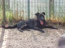 COOPER, Hund, Mischlingshund in Rumänien - Bild 4