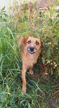 TOMMY, Hund, Mischlingshund in Rumänien - Bild 1