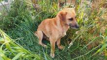 TOMMY, Hund, Mischlingshund in Rumänien - Bild 2