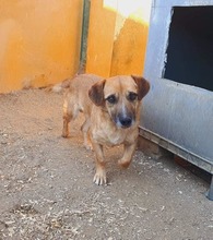 TOMMY, Hund, Mischlingshund in Rumänien - Bild 6