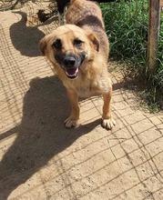 MISCHA, Hund, Mischlingshund in Rumänien - Bild 1