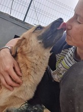 MISCHA, Hund, Mischlingshund in Rumänien - Bild 2