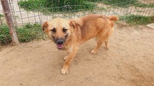 MISCHA, Hund, Mischlingshund in Rumänien - Bild 3