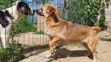 MISCHA, Hund, Mischlingshund in Rumänien - Bild 5