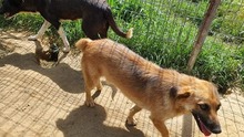 MISCHA, Hund, Mischlingshund in Rumänien - Bild 6