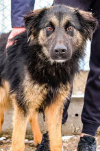 GABRIEL, Hund, Mischlingshund in Bulgarien - Bild 1