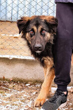 GABRIEL, Hund, Mischlingshund in Bulgarien - Bild 2