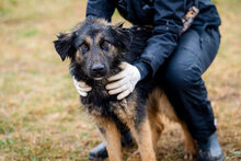GABRIEL, Hund, Mischlingshund in Bulgarien - Bild 3