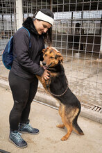 RUMPI, Hund, Mischlingshund in Bulgarien - Bild 10