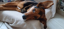 RUMPI, Hund, Mischlingshund in Bulgarien - Bild 2
