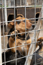 RUMPI, Hund, Mischlingshund in Bulgarien - Bild 3