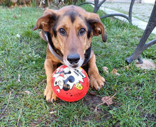RUMPI, Hund, Mischlingshund in Bulgarien - Bild 4